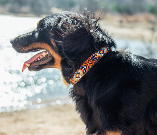 Dog Days of Summer!